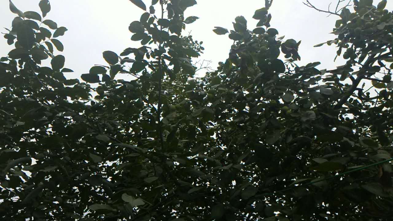 核桃树
