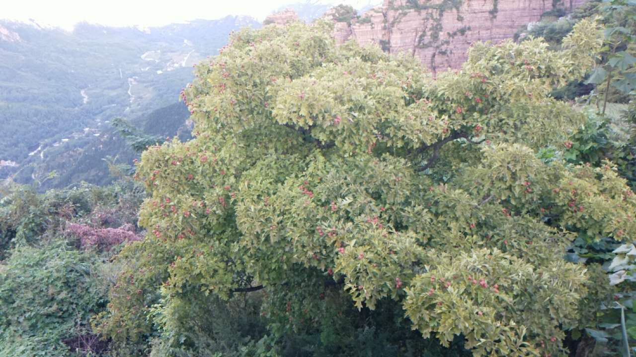 山楂树